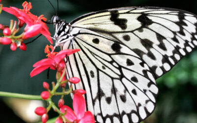 Shooting Macro With a Teleconverter