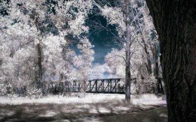 Infrared Season is almost in Full Bloom