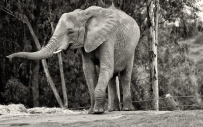 It’s World Elephant Day