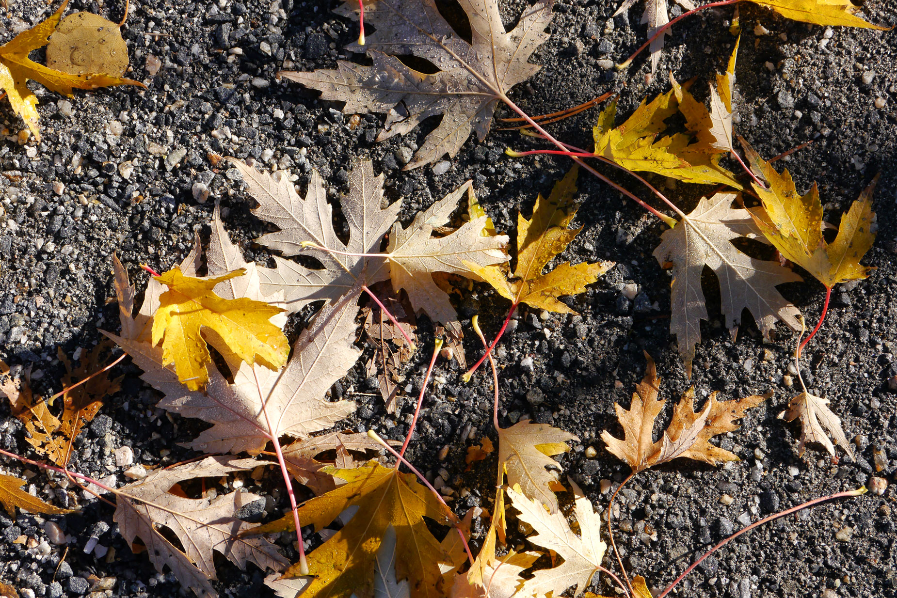 © Joe Farace. first leaves of Fall