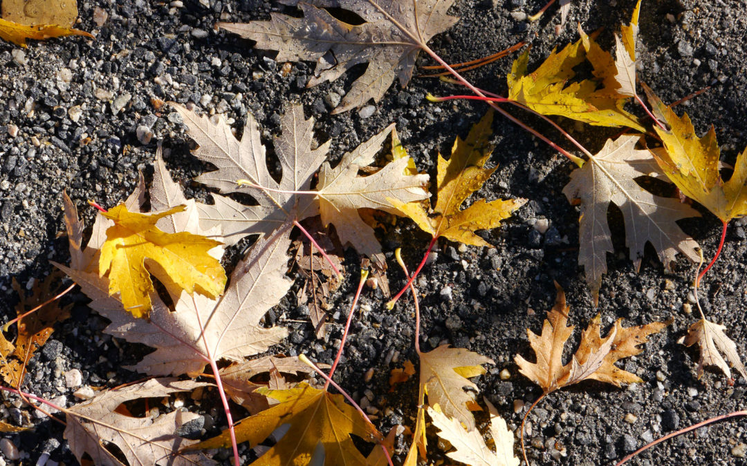 First Day of Fall: Do You Love Your Camera?