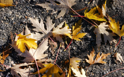 First Day of Fall: Do You Love Your Camera?