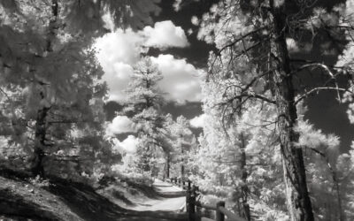 Monochrome Monday: A Walk Through the Infrared Woods