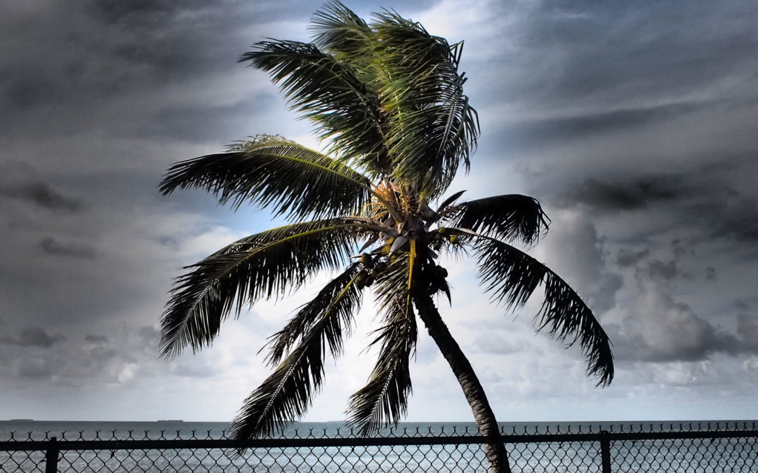 How I Photographed “Palm after Seven Mile Bridge”