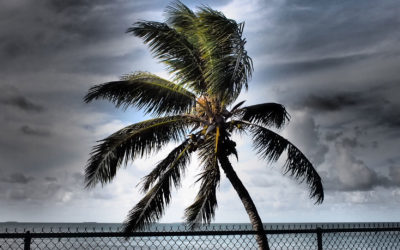 How I Photographed “Palm after Seven Mile Bridge”