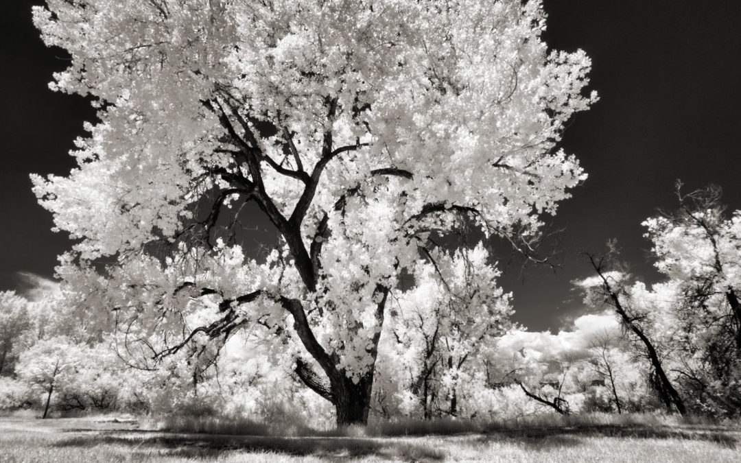 Tuesday Thoughts: Panasonic Leica DG 8-18mm f/2.8-4.0