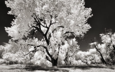 Tuesday Thoughts: Panasonic Leica DG 8-18mm f/2.8-4.0