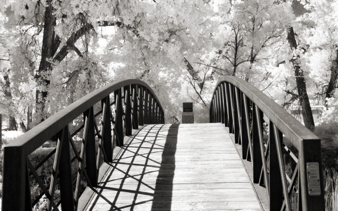 Tuesday Thoughts: What is the “Wood Effect” in Infrared Photography