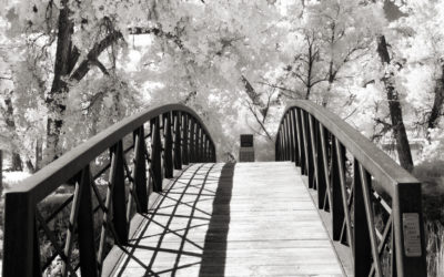 Tuesday Thoughts: What is the “Wood Effect” in Infrared Photography