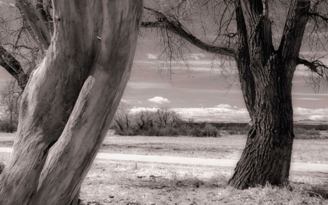 Monochrome Monday: Some Tips for Seeing in Infrared