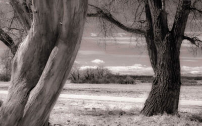 Monochrome Monday: Some Tips for Seeing in Infrared