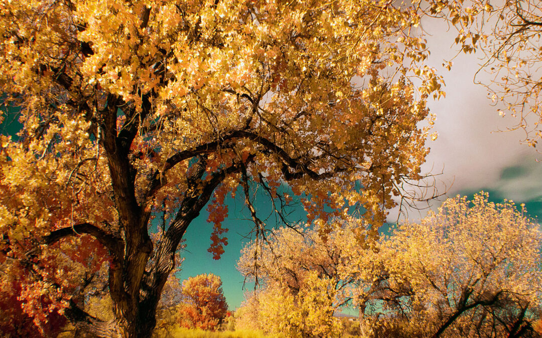 Why Shoot Infrared? Here’s Some Thoughts on the Subject