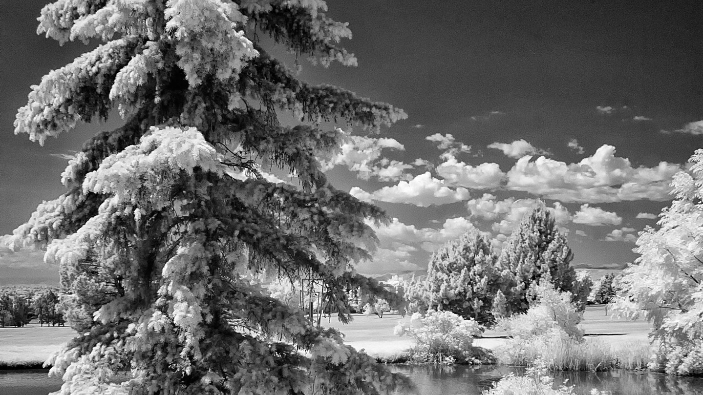 Monochrome Monday: It’s Not Snow; It’s Infrared.