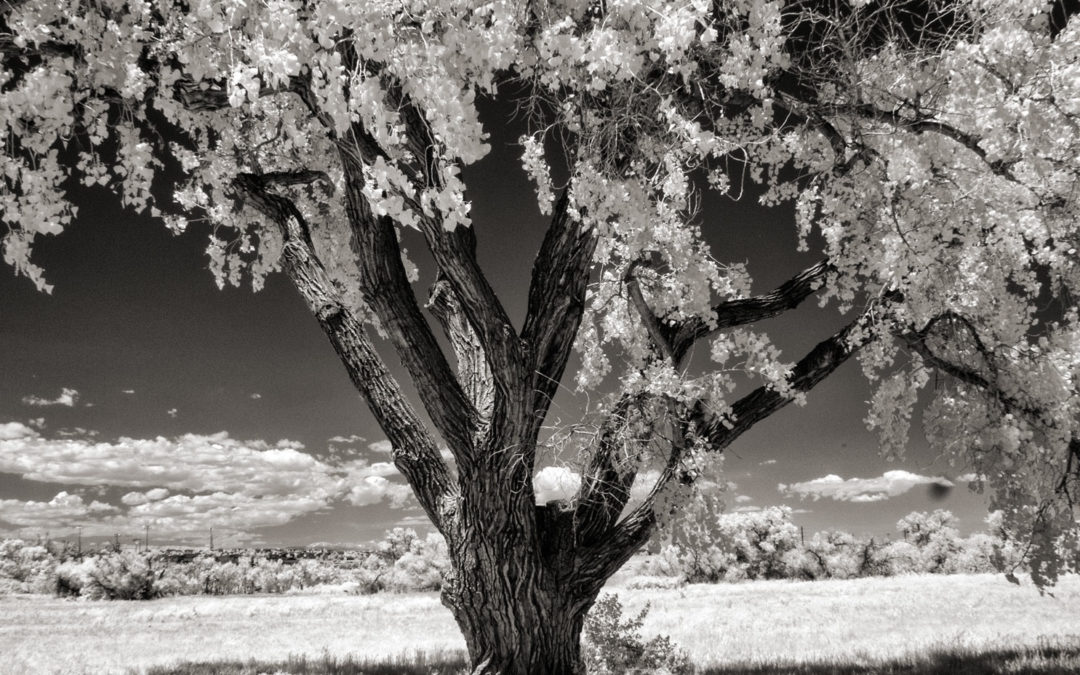 Monochrome Monday: Enhanced Infrared Conversions