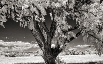 Monochrome Monday: Enhanced Infrared Conversions
