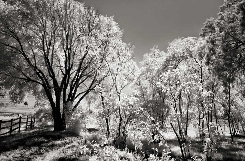 Friday Feeling: Adding Color to Infrared Images