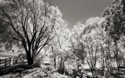 Friday Feeling: Adding Color to Infrared Images