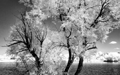 Monochrome Monday: IR Filter or Camera Conversion?