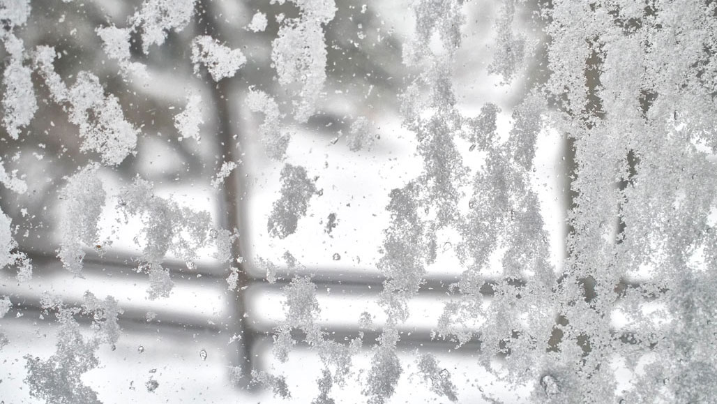 It’s a Snow Day Here on Daisy Hill