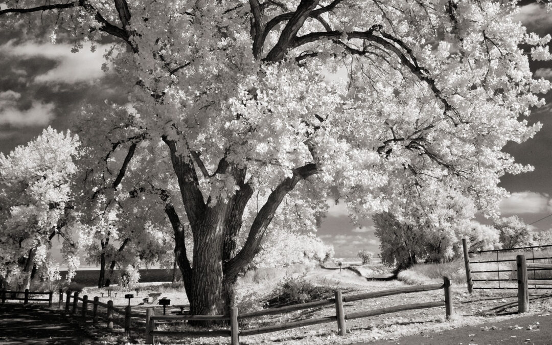 Monochrome Monday: Infrared at Barr Lake