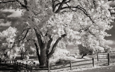 Monochrome Monday: Infrared at Barr Lake