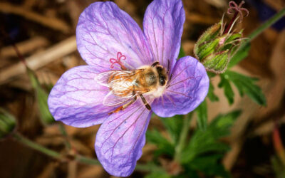 Tuesday Thoughts: The Nature of Nature Photography