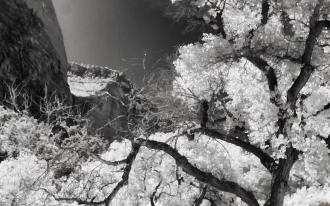 Tuesday Thoughts: Zion National Park in Infrared