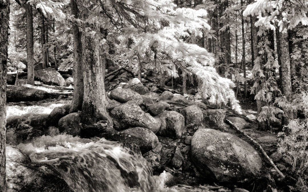 Monochrome Monday: Discovering the Infrared Experience
