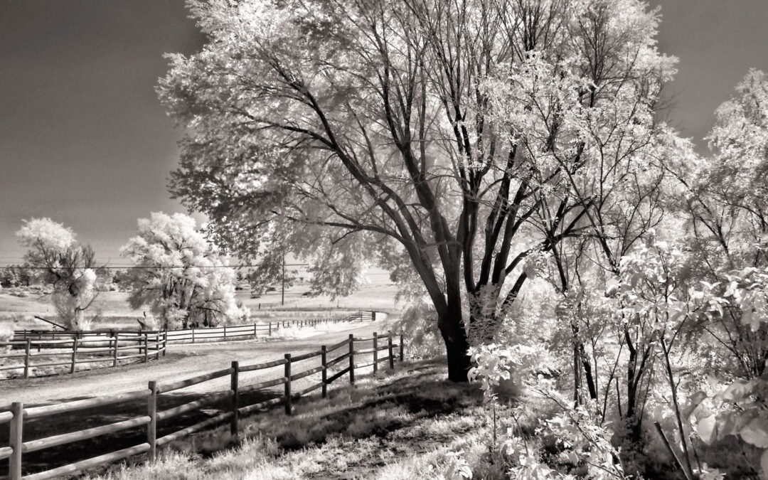 Monochrome Monday: Digital Infrared Exposure Tips