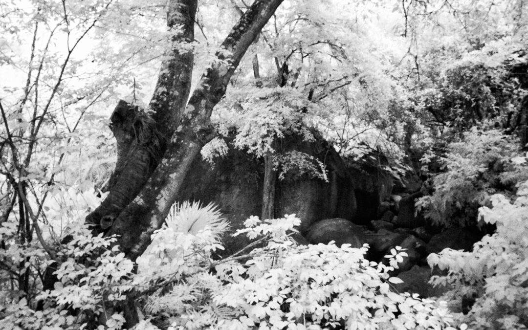 Monochrome Monday: The Magic of Monochrome Infrared