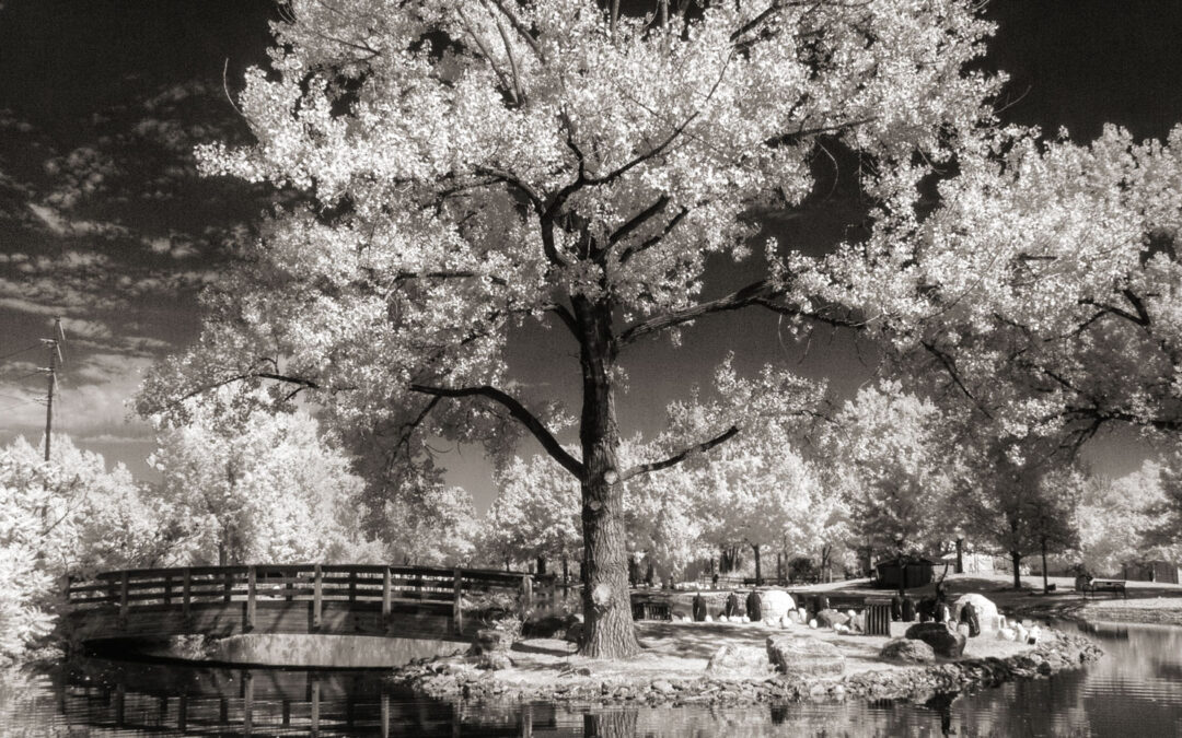 PhotoWalk: Hudson Gardens Revisited in Infrared