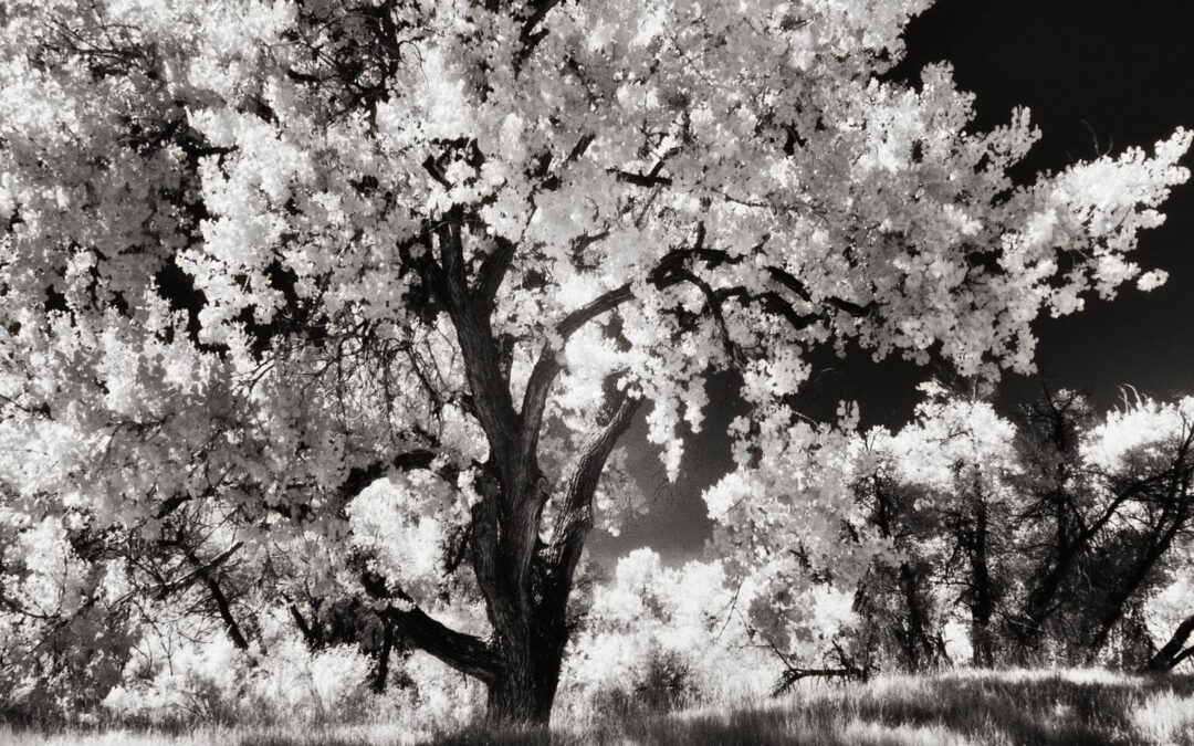 Monochrome Monday: Infrared Imaging with Wide Angle Lenses