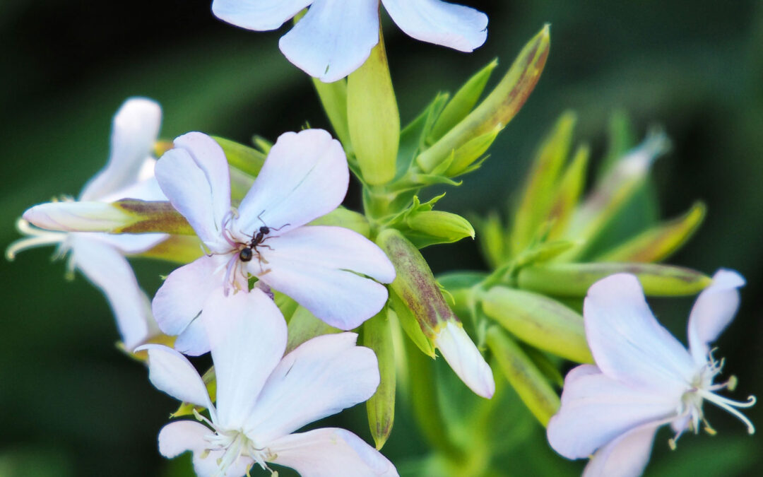 Thursday Vibes: Bugs and Close-Ups