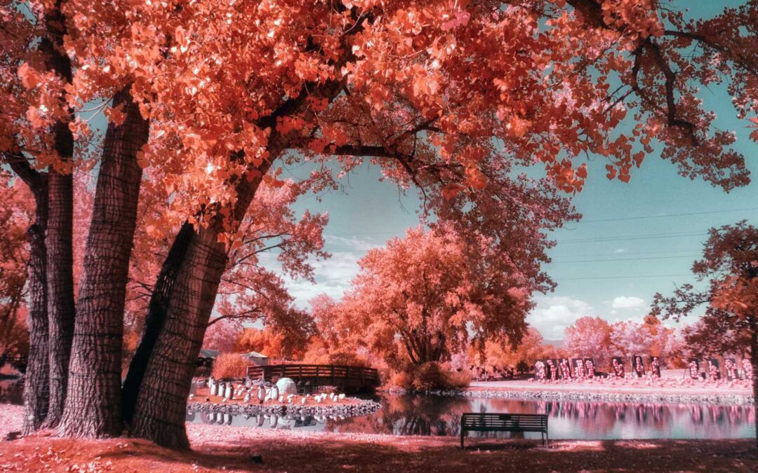 Hudson Gardens: Infrared PhotoWalk in Color