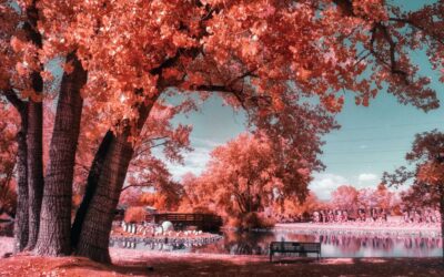 Hudson Gardens: Infrared PhotoWalk in Color