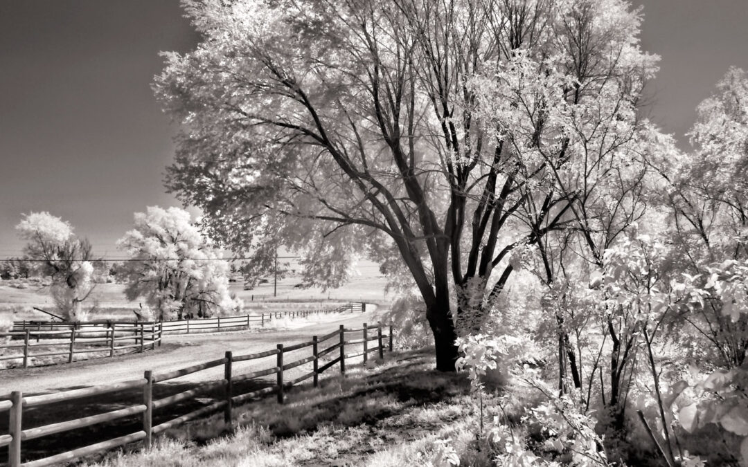 Tuesday Thoughts: Q&A about Infrared Photography