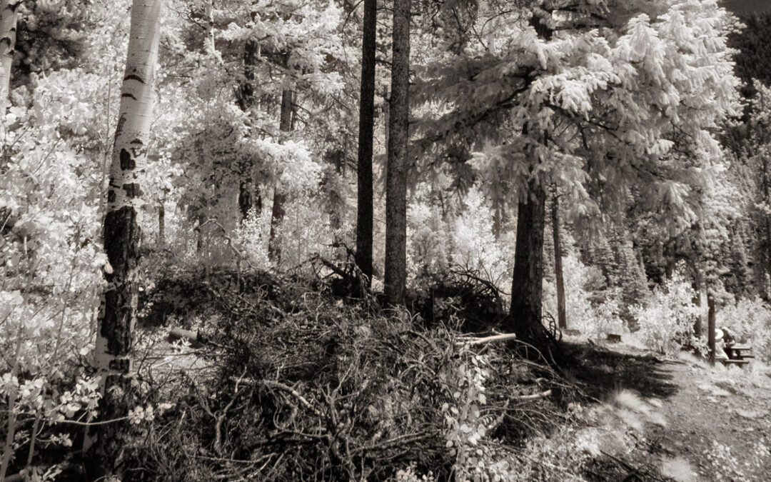 Monochrome Monday: Arapaho National Forest in Infrared