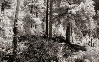 Monochrome Monday: Arapaho National Forest in Infrared