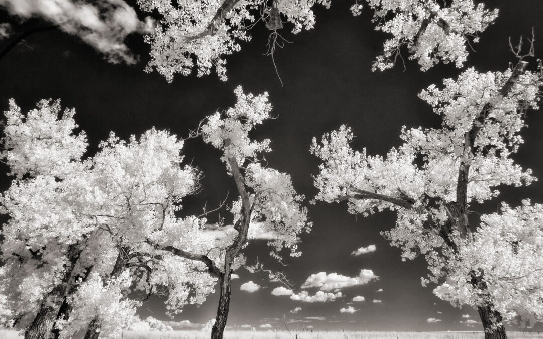 Thinking About Converting a Camera for Infrared?