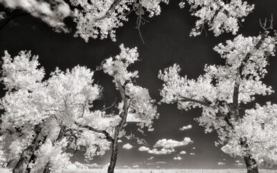 Thinking About Converting a Camera for Infrared?