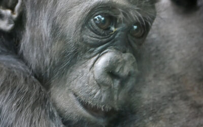 Travel Tuesday: It’s National Zoo Lovers Day