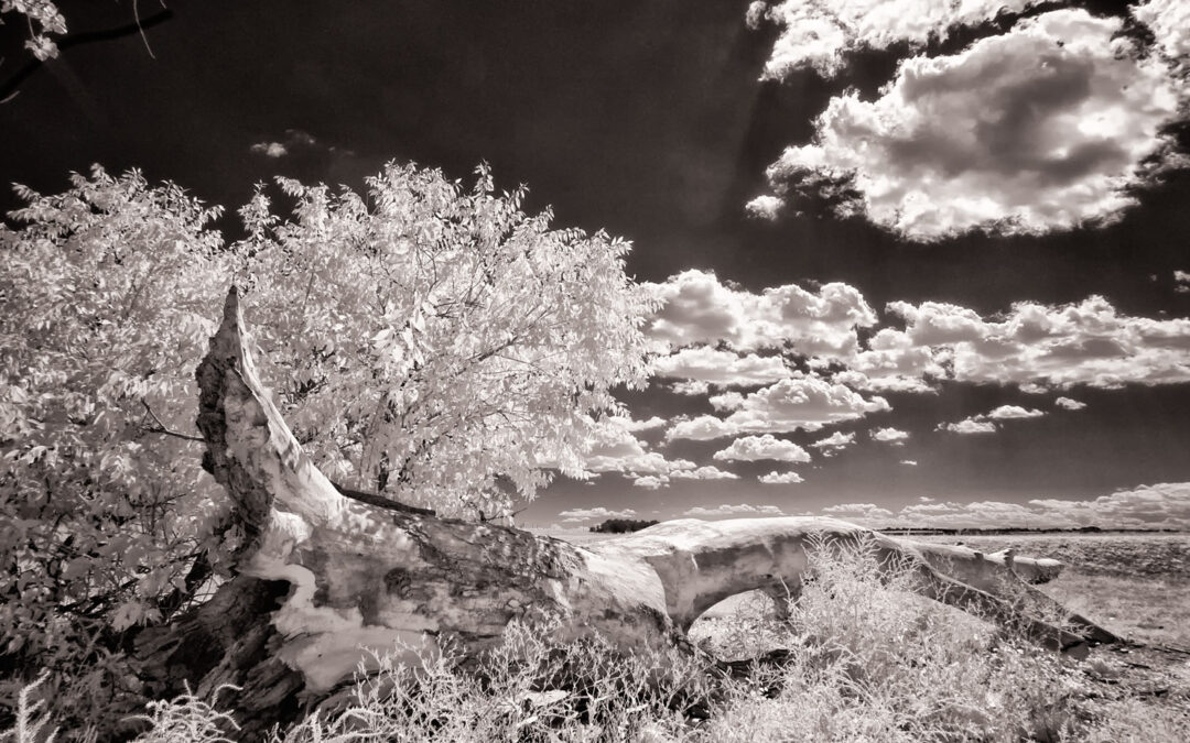 Infrared Photography with a Point-and-Shoot Camera
