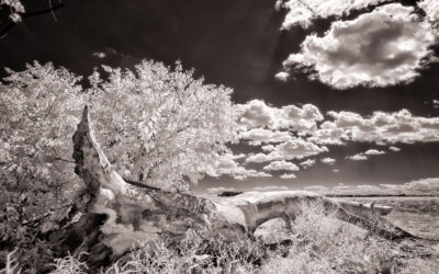 Infrared Photography with a Point-and-Shoot Camera