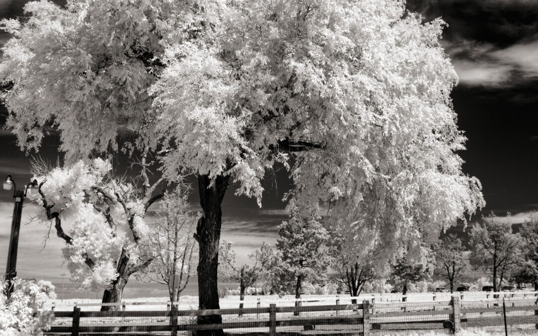 Monochrome Monday: Exploring the World of Invisible Light