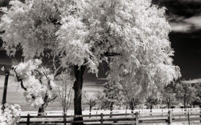 Monochrome Monday: Exploring the World of Invisible Light