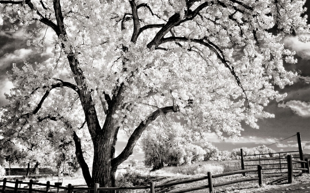 What Makes A Person a Photographer?