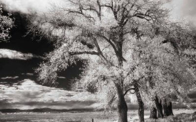 Working with Filters for Infrared Photography