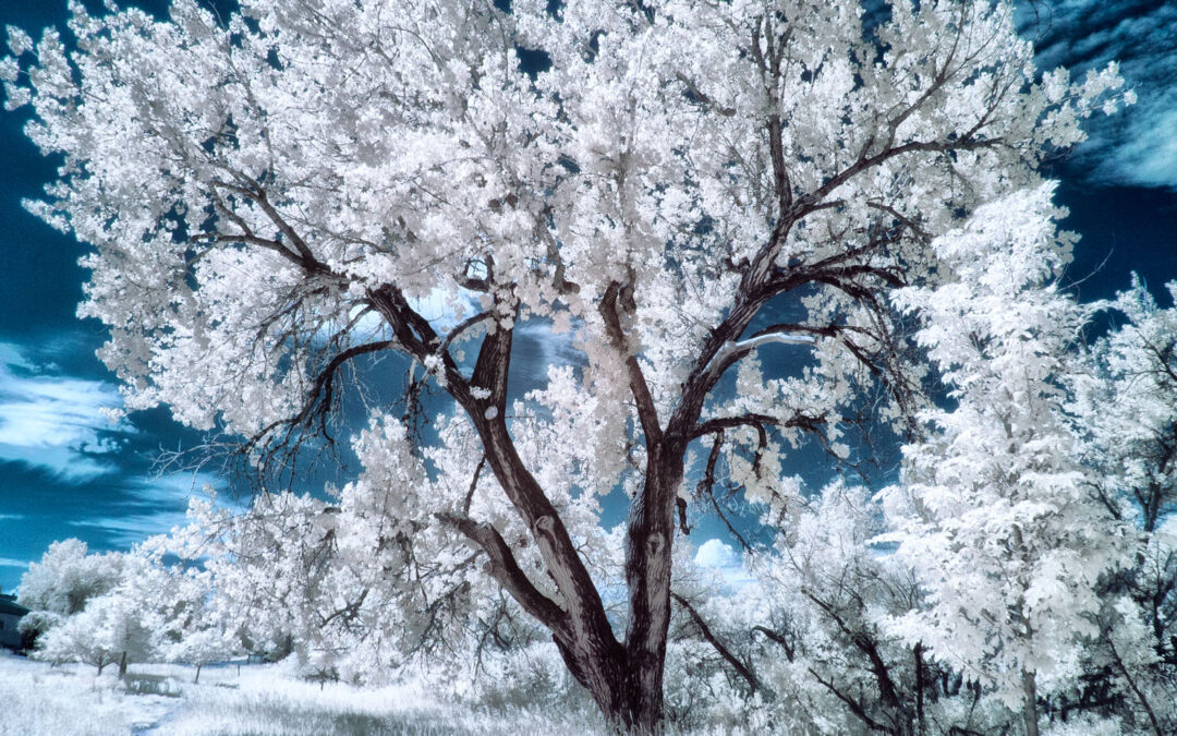 Proper Exposure When Shooting Infrared Landscapes