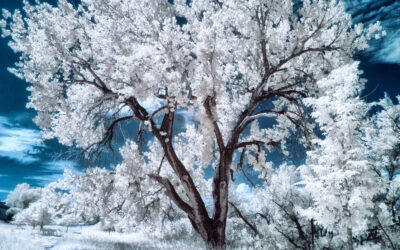 Proper Exposure When Shooting Infrared Landscapes