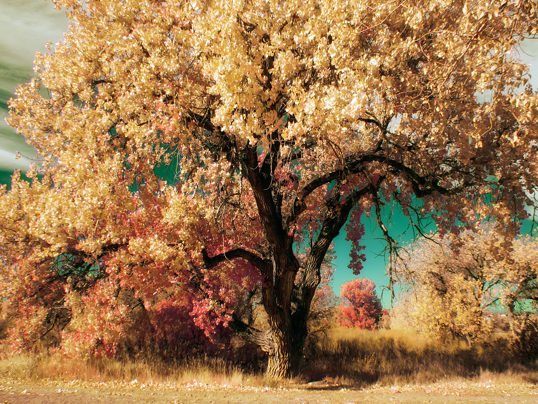 © Joe Farace. McCabe Meadows in Infrared